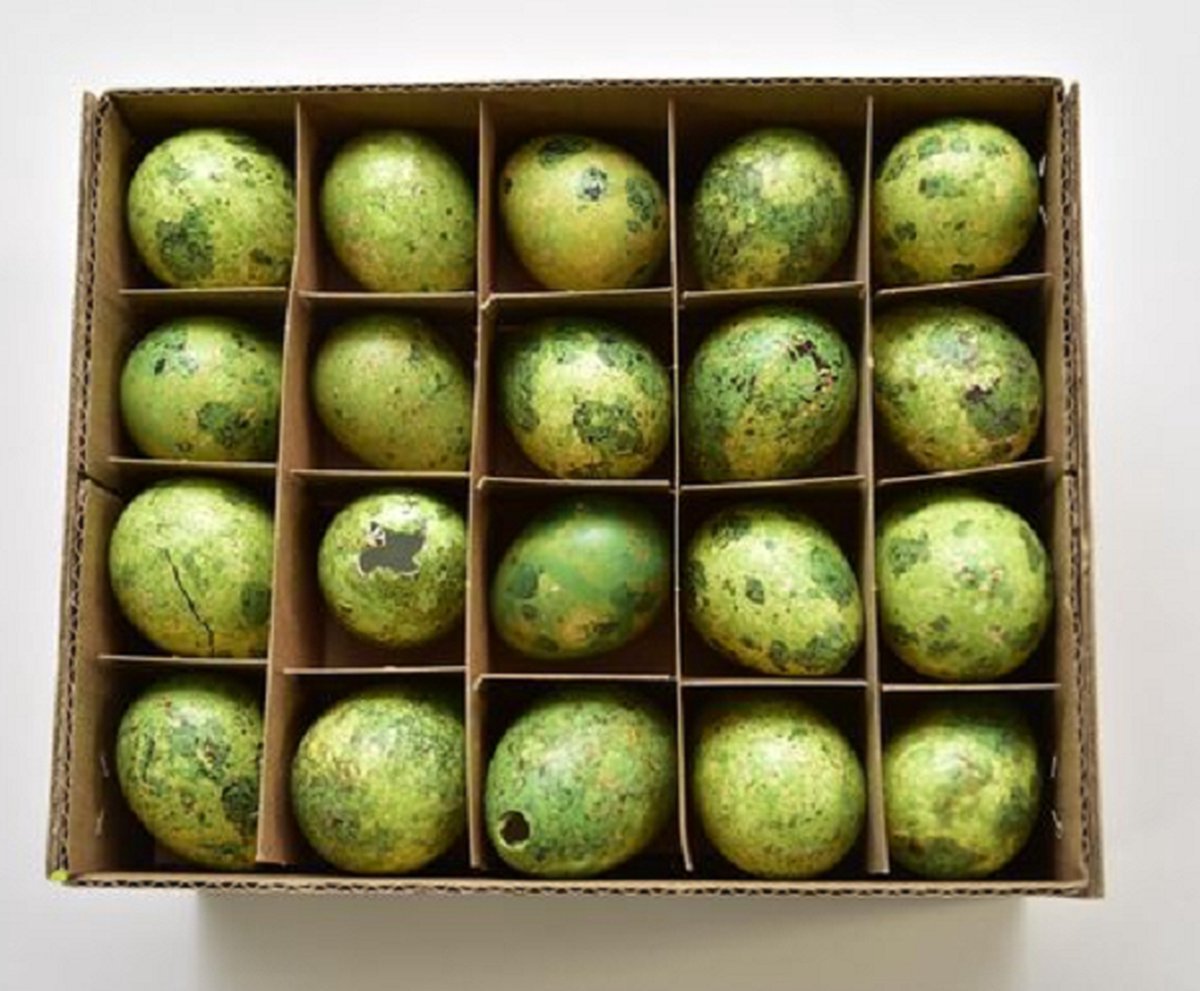 Totally Easter | Kwarteleitjes | Doosje met echter kwarteleitjes | Pasen | Paasdecoratie | 60 Stuks | Mos Groen